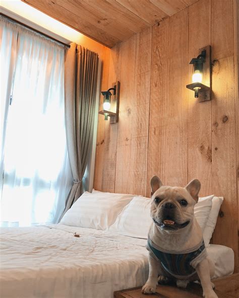 pet friendly beach resorts near manila|5 Best Pet.